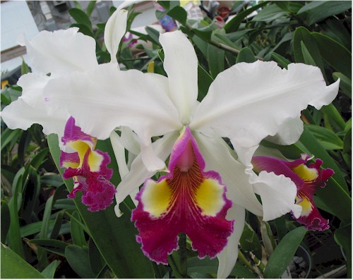 C Hardyana 'Mother's Favorite' (warscewiczii x dowiana)